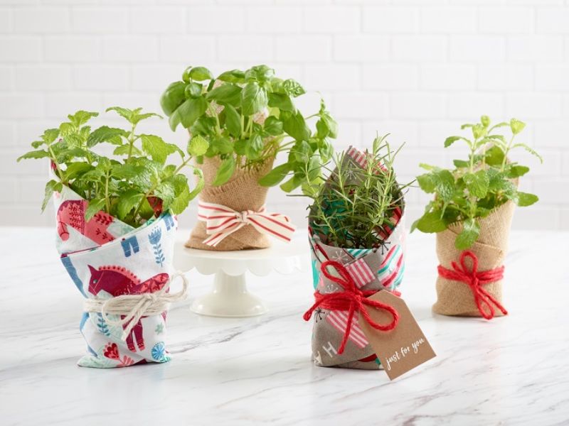 Những Dịp Phù Hợp Để Tặng Cây Làm Quà Lưu Niệm