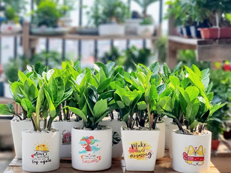Top Quà Tặng Cây Để Bàn Đẹp Và Ý Nghĩa Nhất Hiện Nay