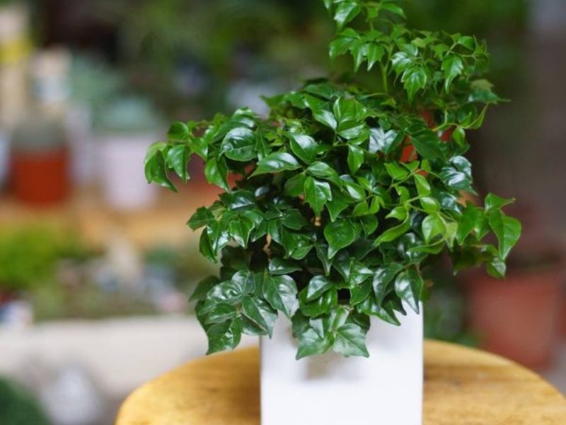Vì Sao Quà Tặng Cây Để Bàn Ngày Càng Được Ưa Chuộng?