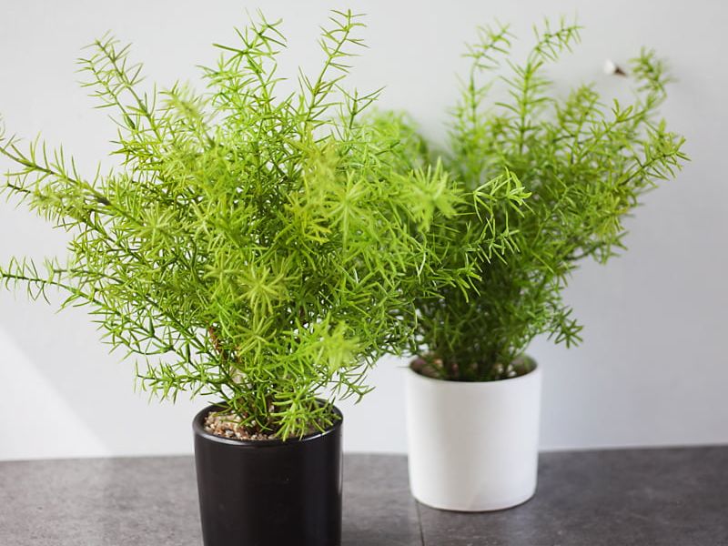 Các Loại Cây Để Bàn Phù Hợp Làm Quà Tặng