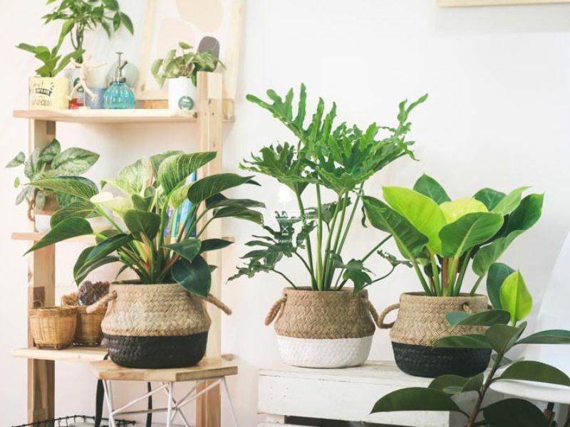 Ưu Điểm Của Quà Tặng Cây Để Bàn So Với Quà Tặng Thông Thường