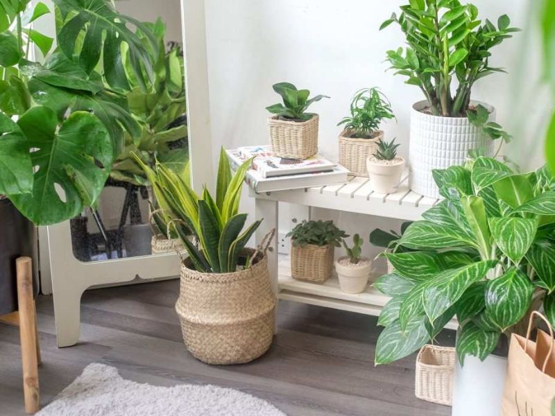 Mua Quà Tặng Cây Để Bàn Ở Đâu Uy Tín?