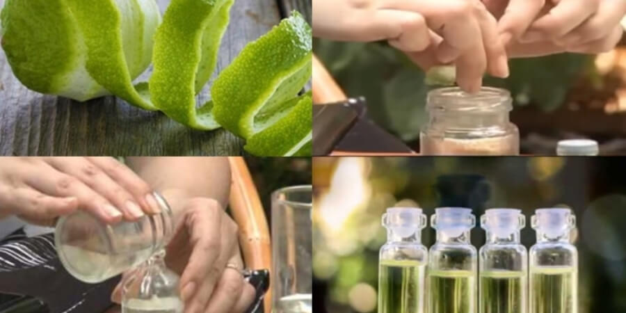 Xem thêm chi tiết Cách làm tinh dầu vỏ bưởi bằng phương pháp ép