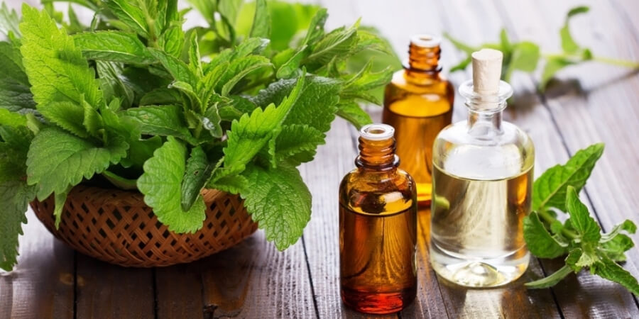 Xem chi tiết công dụng của tinh dầu bạc hà nguyên chất