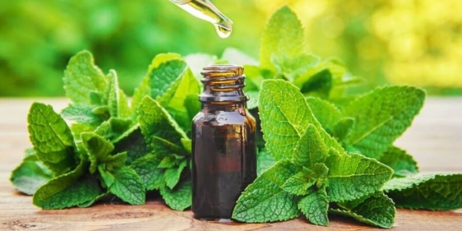 Xem chi tiết tinh dầu bạc hà nguyên chất là gì