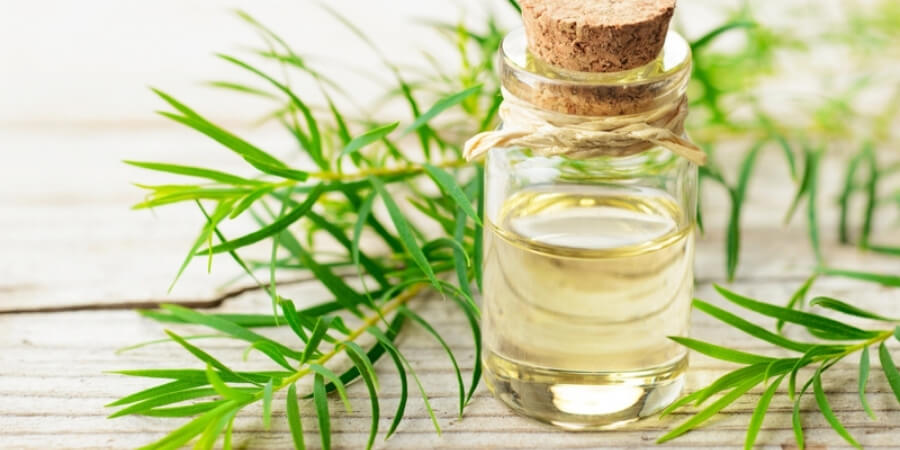Xem chi tiết tinh dầu tràm trà (Tea Tree)